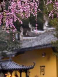 永嘉普安禪寺“龍梅”花已開，真的美哭我了