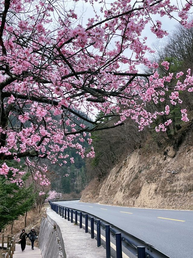 暴走3萬步！九寨溝一日遊保姆級時間線