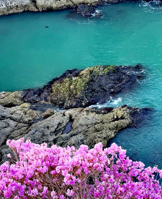 大連大黑山杜鵑花海超詳細遊玩攻略