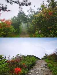 探秘福建金饶山：隱藏在大山深處的絕美風光