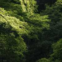 🇯🇵大阪秘境｜箕面大滝：城市近郊的森系療癒步道🌿