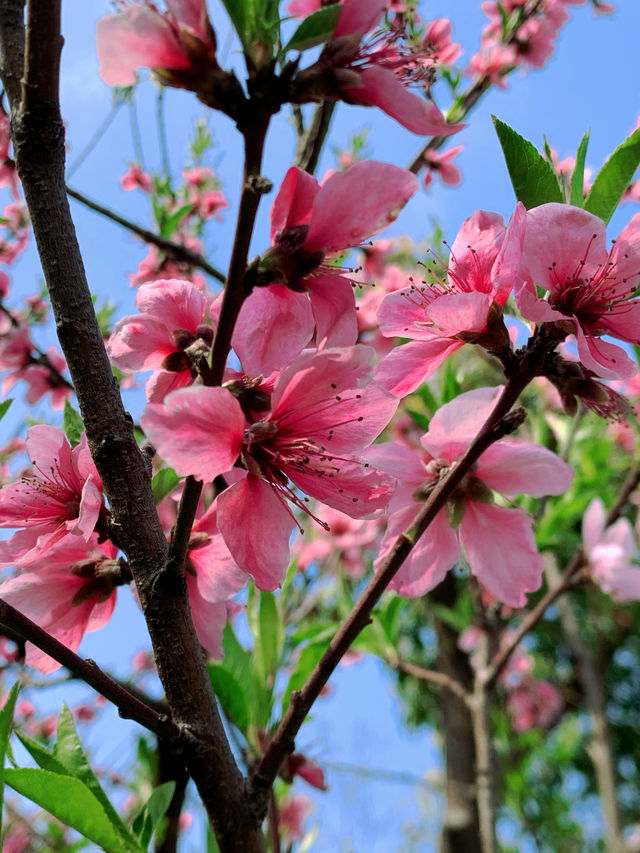 我開啟了一場賞桃花之旅，在杭州西湖邊！