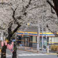 🌸東京櫻花季驚喜彩蛋！無意捕獲神仙愛情畫面