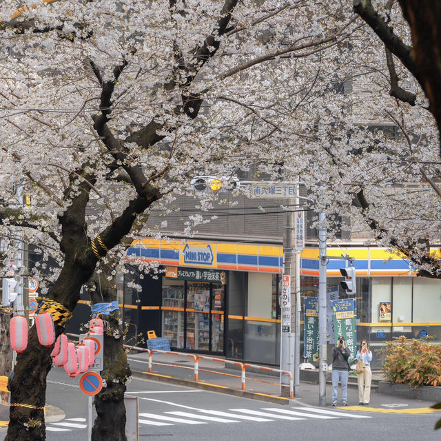 🌸東京櫻花季驚喜彩蛋！無意捕獲神仙愛情畫面