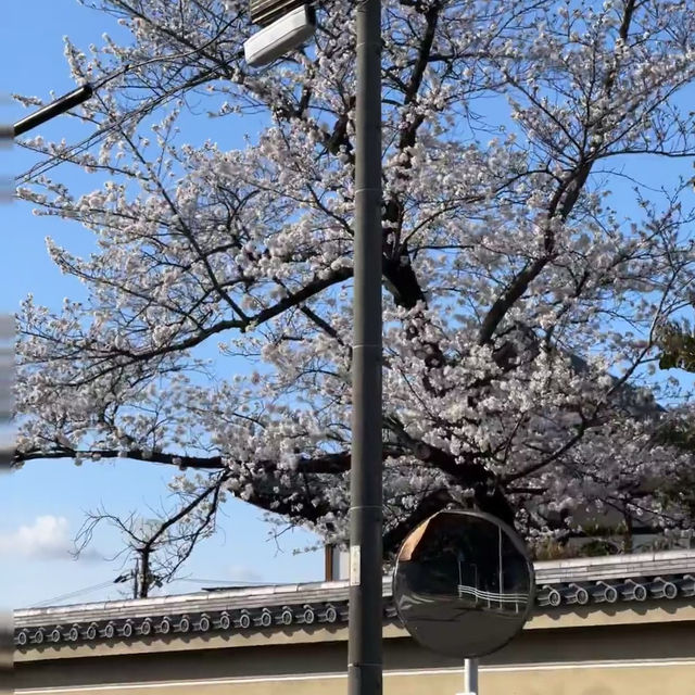 名古屋小眾賞櫻寶地 | 香穡積院的櫻花之約