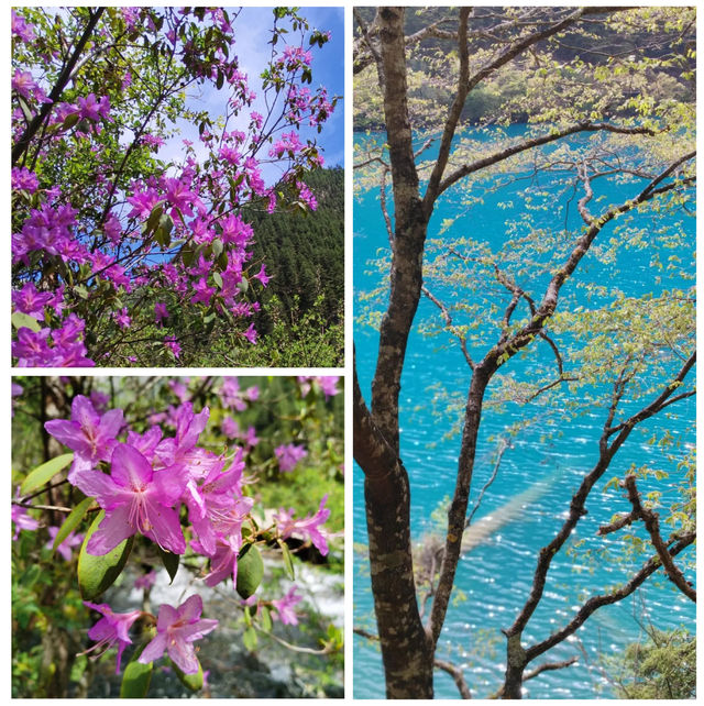 九寨溝的初夏：這才是仙境應有的模樣
