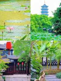 小城泰州，慢遊攻略