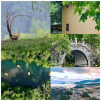 【井岡春韻：紅與綠交織的沉浸式旅行】