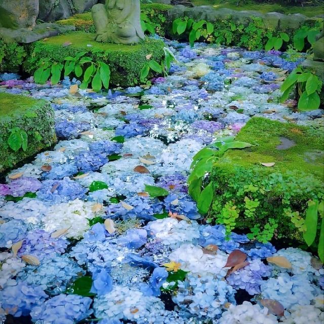 🌺鎌倉繡球花祭！明月院×長谷寺絕美賞花攻略+隱世民宿推介✨