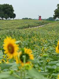 🌻蘇州灣體育公園 | 邂逅絕美向日葵花海