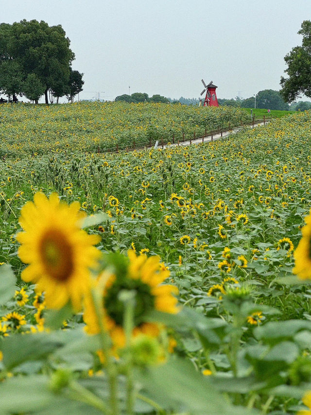 🌻蘇州灣體育公園 | 邂逅絕美向日葵花海