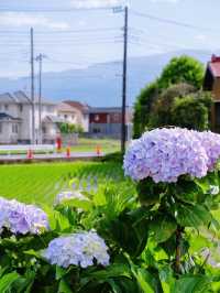 神奈川 | 邂逅繡球花小村莊🌸