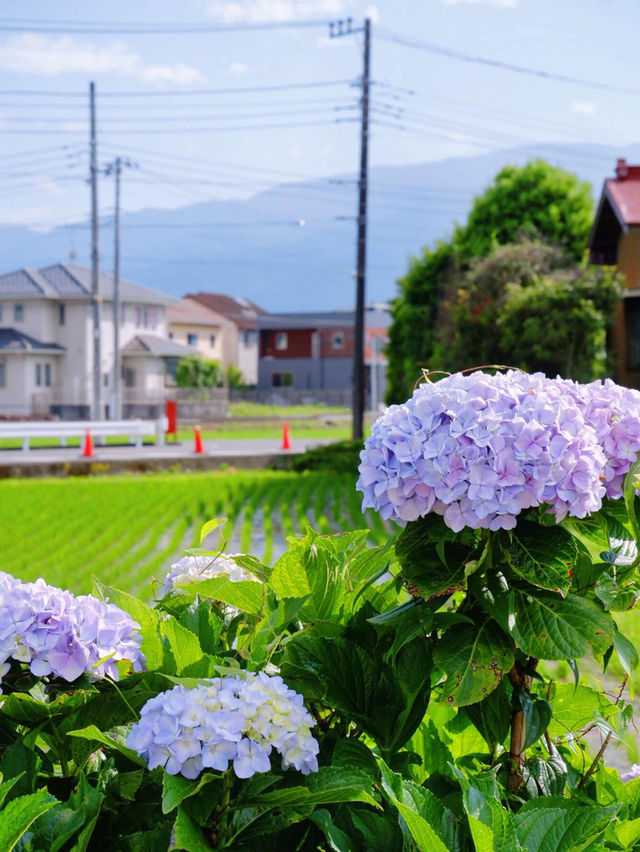神奈川 | 邂逅繡球花小村莊🌸