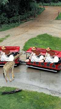 聽勸廣州長隆野生動物園南門入真係正