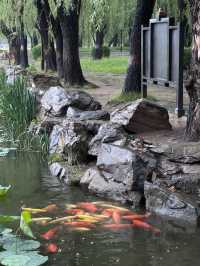 雨中漫步圓明園