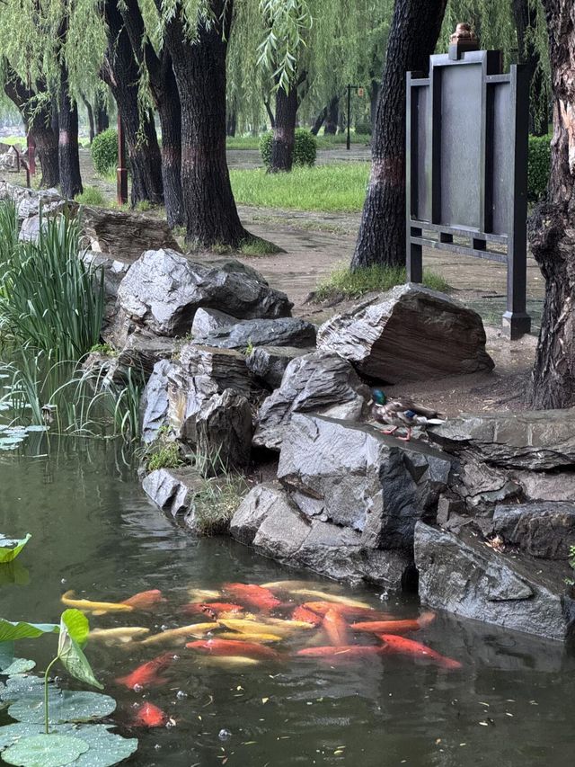 雨中漫步圓明園