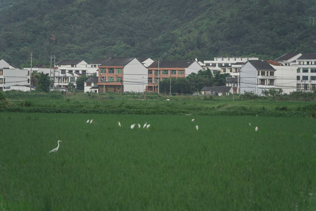 闖入宮崎駿嘅夏天！平陽稻田治癒系風景絕咗