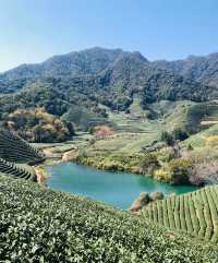 杭州6日深度遊 · 第五部分：龍塢茶村慢生活主題