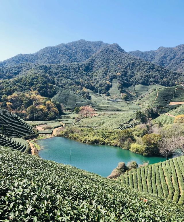 杭州6日深度遊 · 第五部分：龍塢茶村慢生活主題