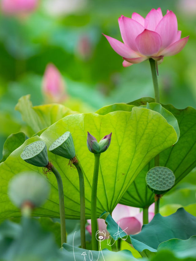 🪷 廣州夏日限定｜螺湧公園荷花拍照全攻略