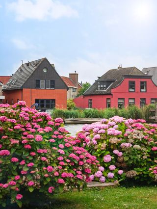 Netherlands' Hidden Gem with Zero Tourist Vibe! Locals' Secret Slow-Life Haven