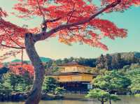京都絕美地標！大阪到金閣寺一日遊親身體驗】**    