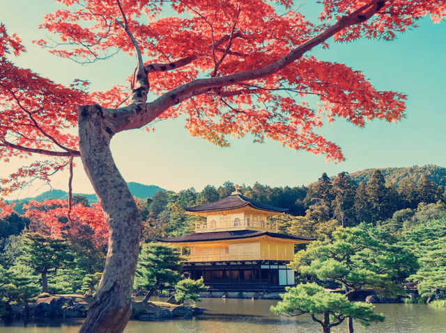 京都絕美地標！大阪到金閣寺一日遊親身體驗】**    