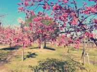 大阪隱世綠洲！長居公園沉浸式體驗全記錄】**  