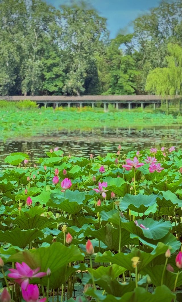 頤和園小眾秘境荷花盛開，滿塘清麗美若仙境