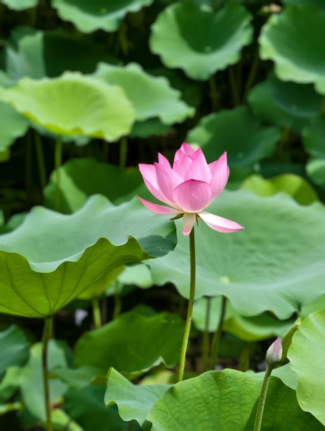 「0」元影靚相｜與荷共舞·清涼夏日進行時🪷
