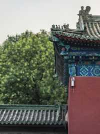 天壇夏暮：槐花紫薇共舞的時光