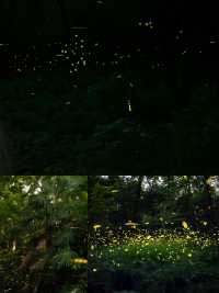 雨夜螢火蟲浪漫之都
