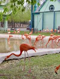 野性與和諧的邂逅——秦皇島野生動物園