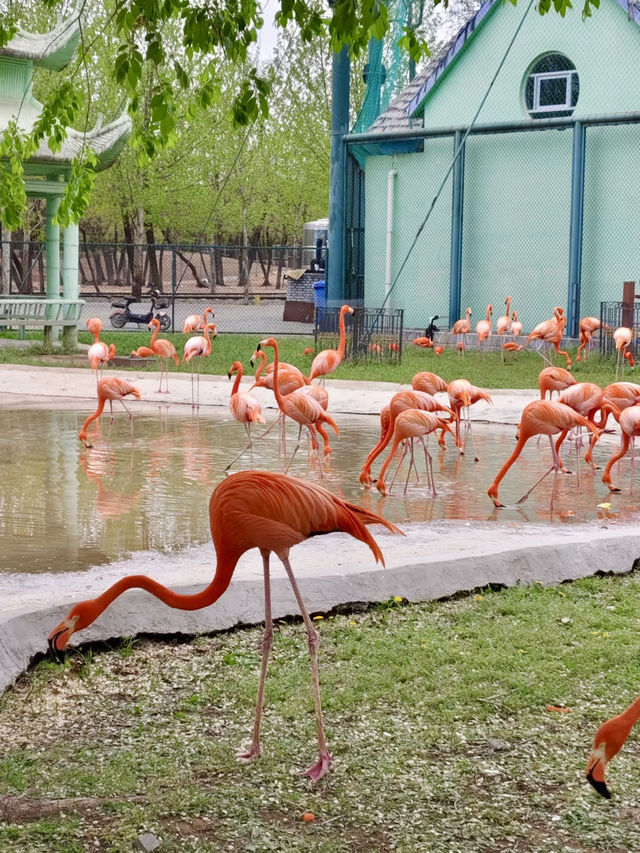 野性與和諧的邂逅——秦皇島野生動物園