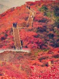 北京私藏賞楓王炸地！拒絕擠香山！免費40分鐘登頂！