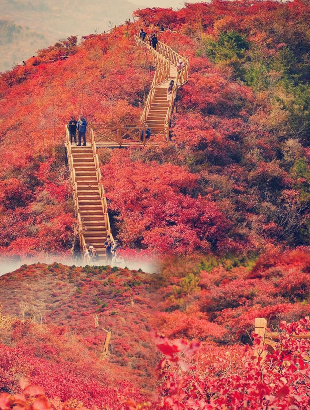 北京私藏賞楓王炸地！拒絕擠香山！免費40分鐘登頂！