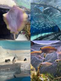 魔都遛娃天花板!上海海洋水族館保姆級攻略