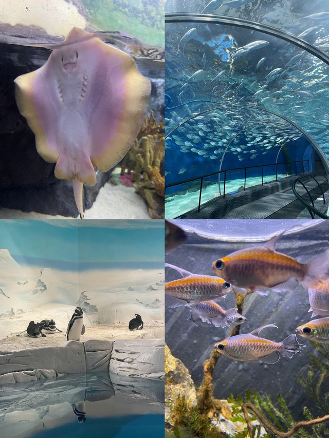 魔都遛娃天花板!上海海洋水族館保姆級攻略 魔都遛娃天花板!上海海洋水族館保姆級攻略