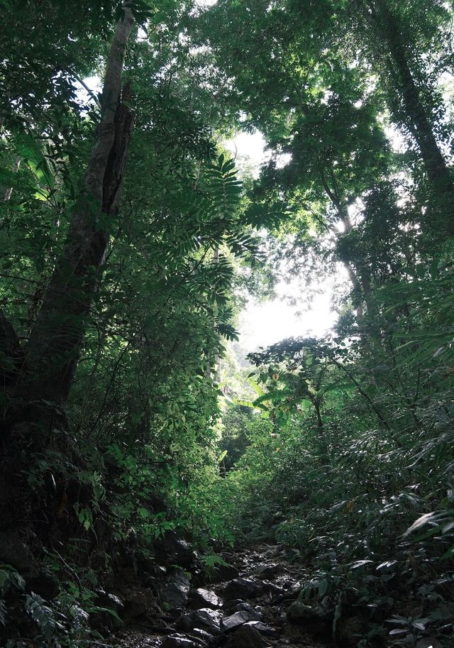 來基諾山一起當嗎喽吧