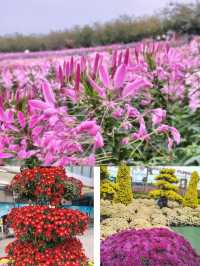 音樂百花谷：邂逅花海萌寵，共赴夜場夢幻之約