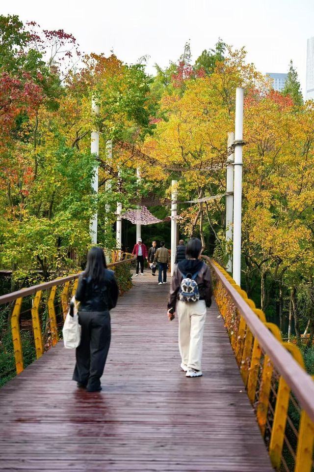 宜昌深秋限定！運河公園美成調色盤，帶娃住這超省心