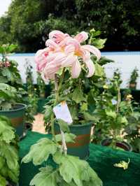 重慶最大規模的菊展來啦