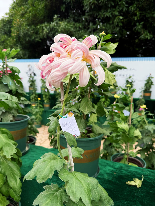 重慶最大規模的菊展來啦