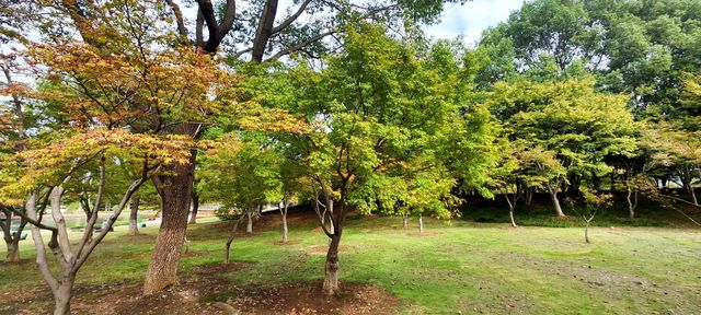 紅楓林還是綠色滿園 紅楓林還是綠色滿園