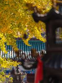 五老峰·秋|運城「雲端金脊」上線!