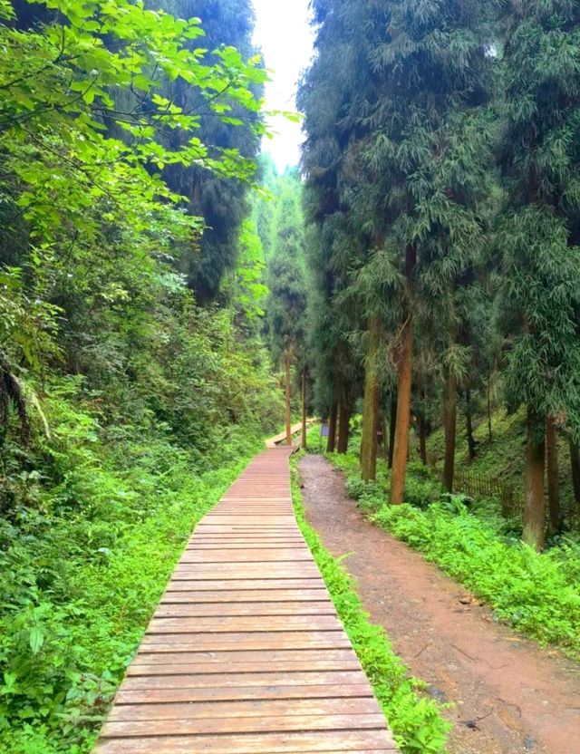 暮光森林秘境 暮光森林秘境