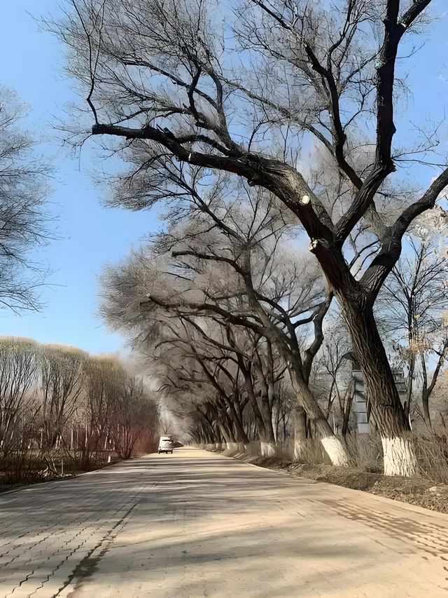 雪染峽谷,軒暖歸途 雪染峽谷,軒暖歸途