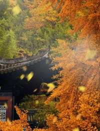 賞銀杏來這裡就對啦