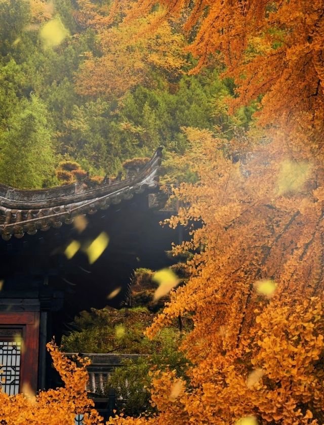 賞銀杏來這裡就對啦 賞銀杏來這裡就對啦