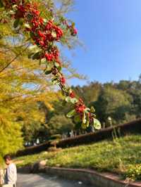 玉山秋日雲海觀景台